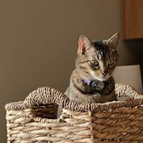 Thumbnail photo of Link #3