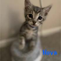 Thumbnail photo of Nova #2