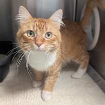 Thumbnail photo of Meliodas #1