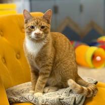 Thumbnail photo of Angelo #1