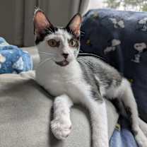 Thumbnail photo of Raffi #1