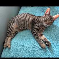 Thumbnail photo of Janis Joplin #1