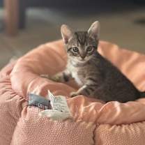 Thumbnail photo of Janis Joplin #4