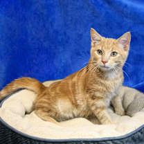 Thumbnail photo of Frankie #1