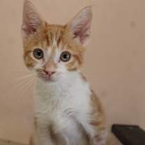 Thumbnail photo of Pitterpatch #4