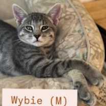 Thumbnail photo of Wybie #3