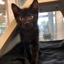 Thumbnail photo of Ford #1