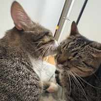 Thumbnail photo of Kylo #4