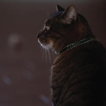 Thumbnail photo of Bongo #3