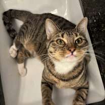 Thumbnail photo of Feline Dion #2