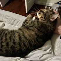 Thumbnail photo of Feline Dion #4