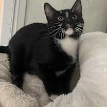 Thumbnail photo of Paulie #1