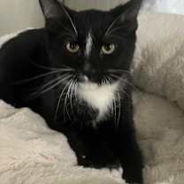 Thumbnail photo of Paulie #2