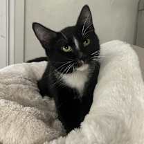 Thumbnail photo of Paulie #3