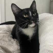 Thumbnail photo of Paulie #4