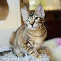 Thumbnail photo of Miso #2