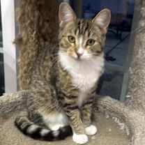 Thumbnail photo of Kia #4