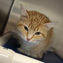 Thumbnail photo of Phyllis #2