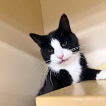 Thumbnail photo of Albert & Arthur #4