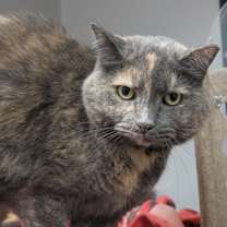 Thumbnail photo of Sweet Pea #1