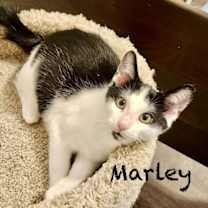 Thumbnail photo of Marley #1