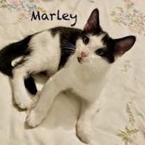 Thumbnail photo of Marley #2