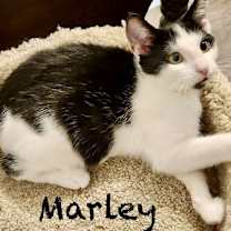 Thumbnail photo of Marley #3