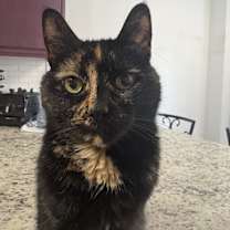 Thumbnail photo of Turtle #1