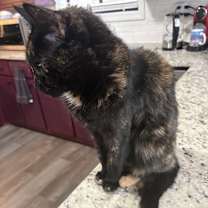 Thumbnail photo of Turtle #2