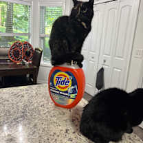 Thumbnail photo of Turtle #3