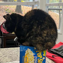 Thumbnail photo of Turtle #4