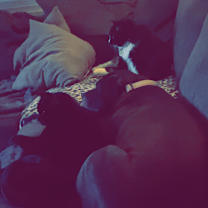 Thumbnail photo of Theo #3