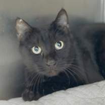 Thumbnail photo of Chimney #1