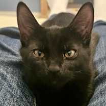 Thumbnail photo of Fritz (Tipsy Tabby) #1