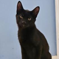 Thumbnail photo of Fritz (Tipsy Tabby) #2