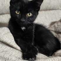 Thumbnail photo of Tarot #1