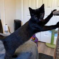 Thumbnail photo of Zippy (White Collar) #2