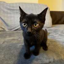 Thumbnail photo of Zippy (White Collar) #3