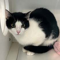 Thumbnail photo of SPARK #1