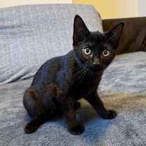 Thumbnail photo of Zippy (White Collar) #4