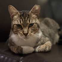 Thumbnail photo of Nutty Buddy #2