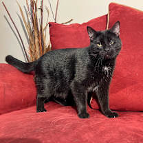 Thumbnail photo of Zeus #3