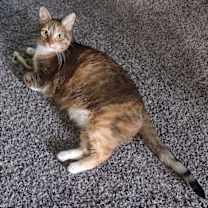 Thumbnail photo of zz 'Ellie' courtesy listing #1