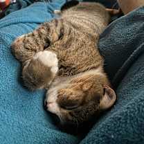 Thumbnail photo of Buddy #4