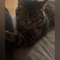 Thumbnail photo of Baxter #3