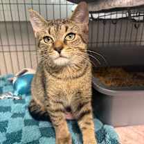 Thumbnail photo of Dallas #2