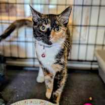 Thumbnail photo of Cynthia #2