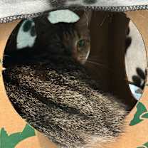 Thumbnail photo of Bea Arthur #2