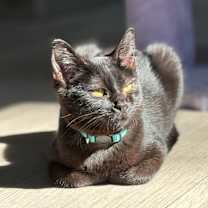 Thumbnail photo of Centauri #1