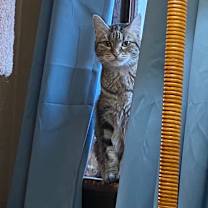 Thumbnail photo of Bea Arthur #3